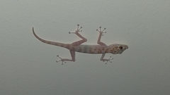 Ptyodactylus hasselquistii