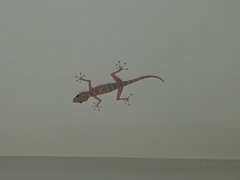 Ptyodactylus hasselquistii