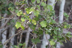 Alchornea ilicifolia