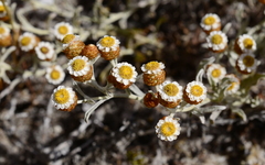 Helichrysum cochleariforme