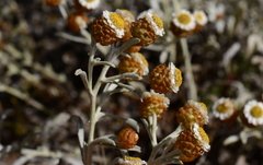 Helichrysum cochleariforme