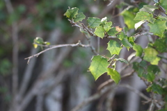 Alchornea ilicifolia