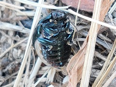 Chrysolina aurichalcea
