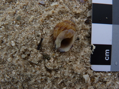 Nassarius pauperatus