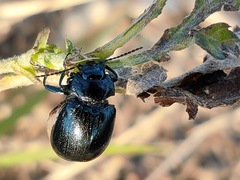 Chrysolina aurichalcea