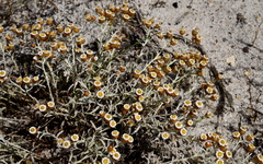 Helichrysum cochleariforme