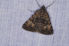Dichromodes semicanescens