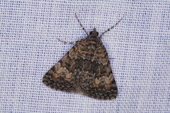 Dichromodes semicanescens