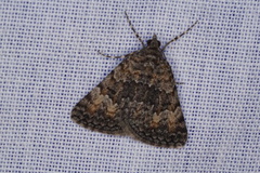 Dichromodes semicanescens