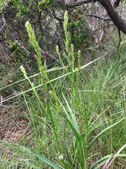 Caesia calliantha