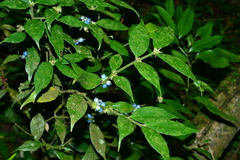Lasianthus curtisii
