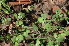 Chenopodium trigonon stellulatum