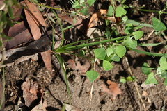 Chenopodium trigonon stellulatum