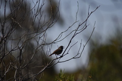 Pyrrholaemus brunneus