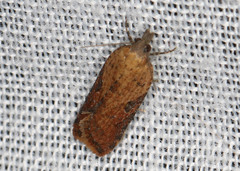 Constrictana constrictana