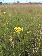 Diuris basaltica