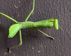 Hierodula tenuidentata