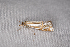 Hednota bifractellus