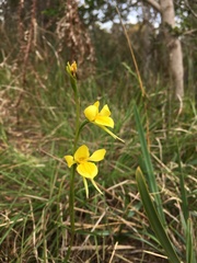 Diuris basaltica