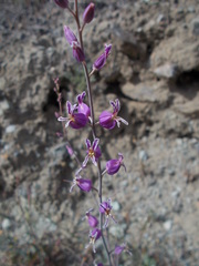 Streptanthus glandulosus glandulosus