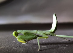 Hierodula tenuidentata