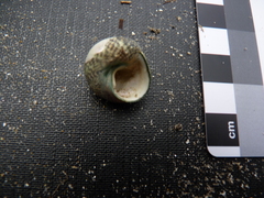 Chlorodiloma odontis