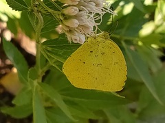 Eurema mandarina