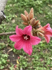 Brachychiton discolor