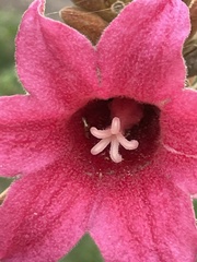 Brachychiton discolor