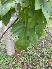 Brachychiton discolor