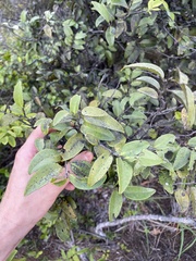 Diospyros sandwicensis