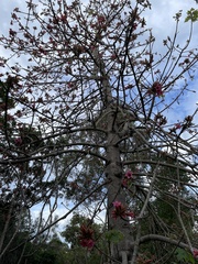Brachychiton discolor