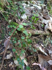 Scutellaria novae-zelandiae