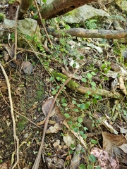 Scutellaria novae-zelandiae