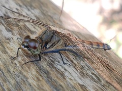 Sympetrum frequens