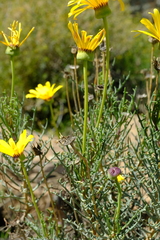 Euryops brevilobus