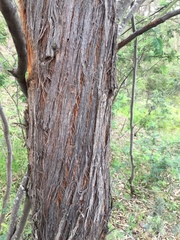 Eucalyptus macrorhyncha
