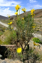 Euryops brevilobus