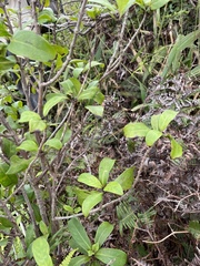 Kadua