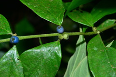 Lasianthus hispidulus