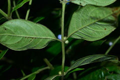 Lasianthus hispidulus