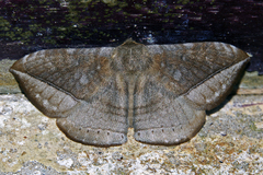 Eupterotidae