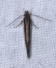 Leptosaces schistopa