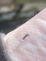 Aedes notoscriptus