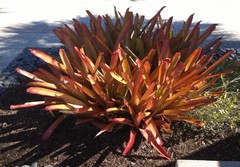 Aechmea blanchetiana