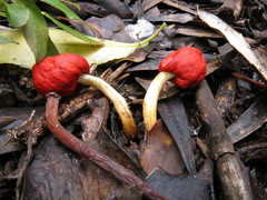 Leratiomyces erythrocephalus
