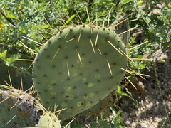 Opuntia caboensis