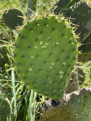 Opuntia caboensis