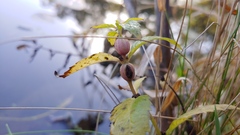 Neolasioptera lycopi