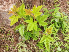 Rubus reflexus